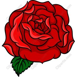 Stunning Red Rose