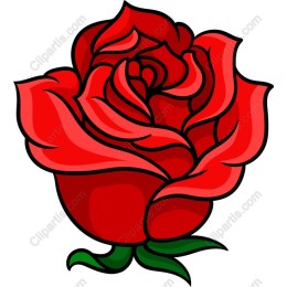 Elegant Red Rose