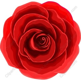 Exquisite Red Rose