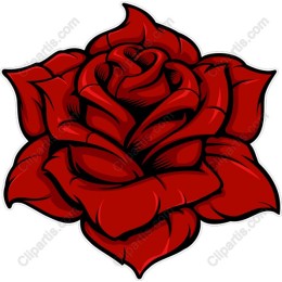 Stunning Red Rose