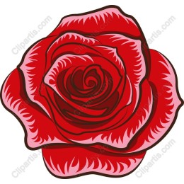Elegant Red Rose