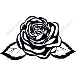 Elegant Black and White Rose