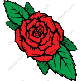 Vibrant Red Rose