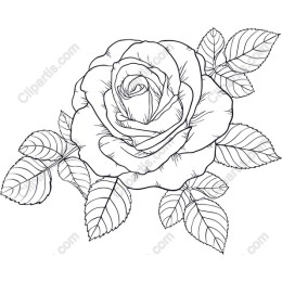 Elegant Rose