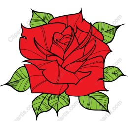 Vibrant Red Rose