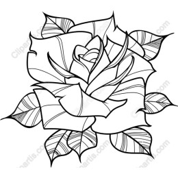 Elegant Rose