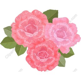 Elegant Pink Rose Trio