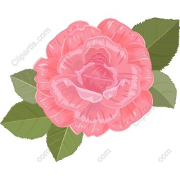 Elegant Pink Rose
