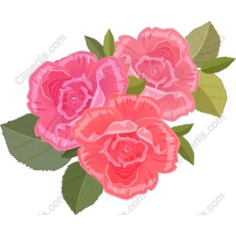 Elegant Pink Roses