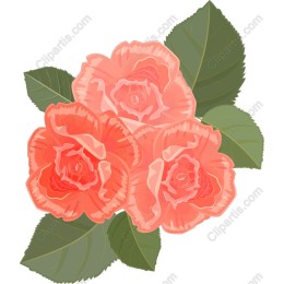 Coral Roses