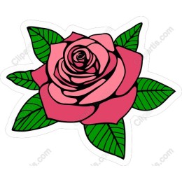 Rose Blossom