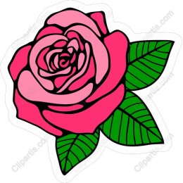 Elegant Pink Rose