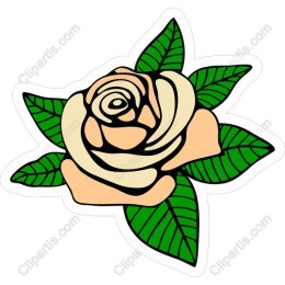 Peach Rose