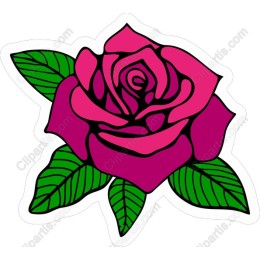 Vibrant Pink Rose