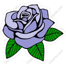 Lavender Rose