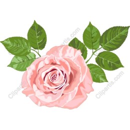 Pink Rose