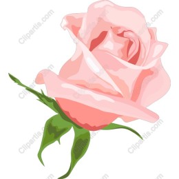 Elegant Pink Rose