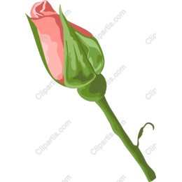 Rose Bud