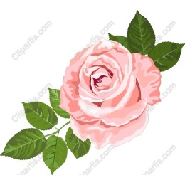 Elegant Pink Rose