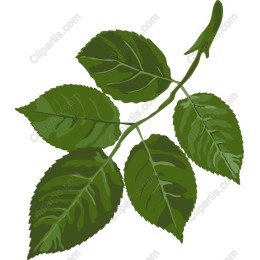 Rose Leaf