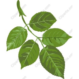 Green Leaf