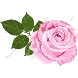 Elegant Pink Rose