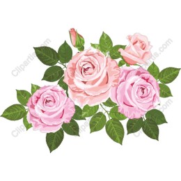 Elegant Pink Roses