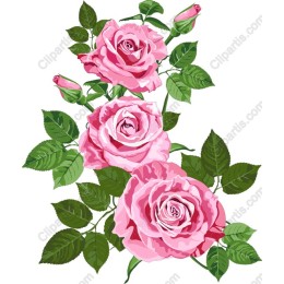 Exquisite Pink Rose
