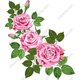 Elegant Pink Roses