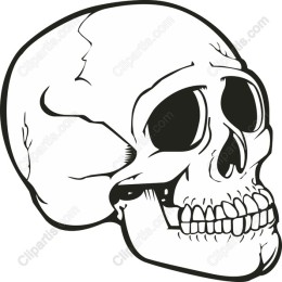 High-Quality Skull