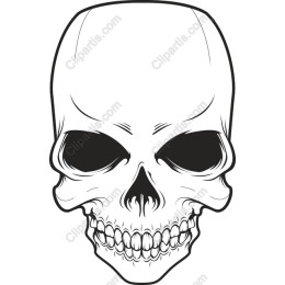 High-Quality Skull