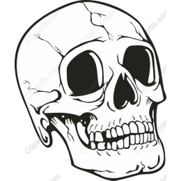 Skull - High-Quality