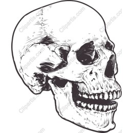 Premium Skull