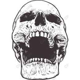 Premium Skull