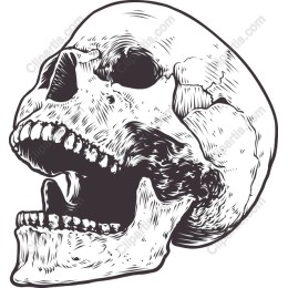 Realistic Skull
