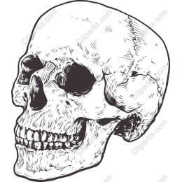 Intricate Skull