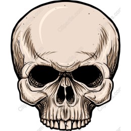  Skull