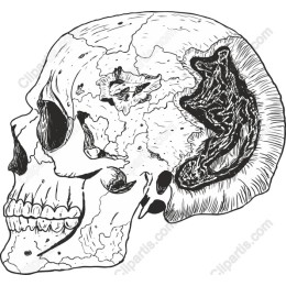 Intricate Human Skull