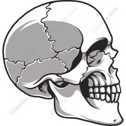 Detailed Skull