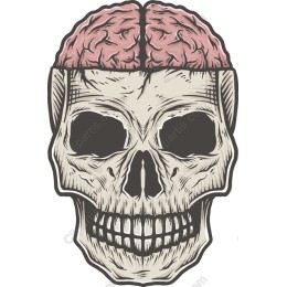 Brainy Skull