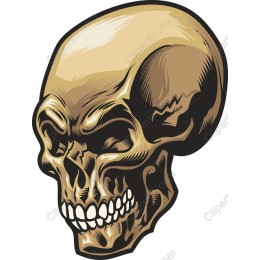 Elegant Skull