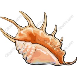 Detailed Seashell