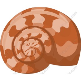 Elegant Spiral Seashell