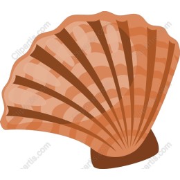 Scallop Shell