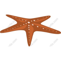 Vibrant Starfish