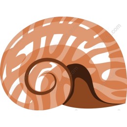 Elegant Spiral Shell