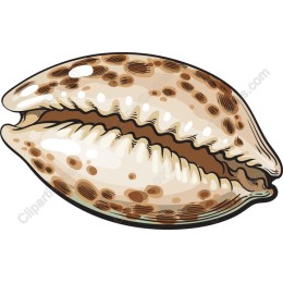 Cowrie Shell