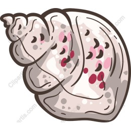 Seashell Delight