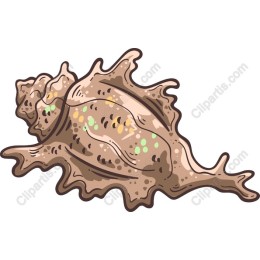 Charming Seashell