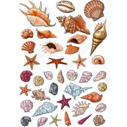 Ocean Treasures: Set of Shells and Starfish